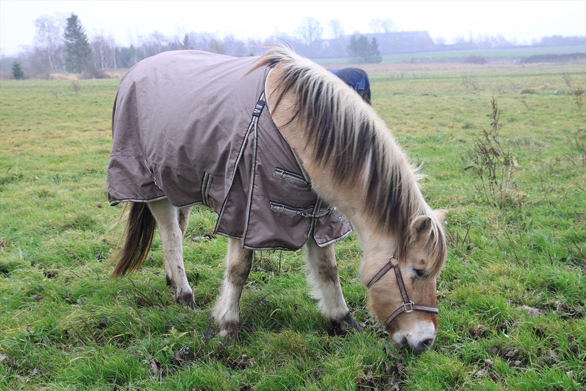Fjordhest fønix frode billede 11