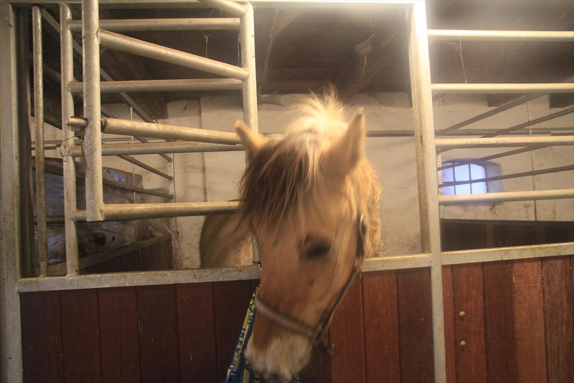 Fjordhest fønix frode billede 12