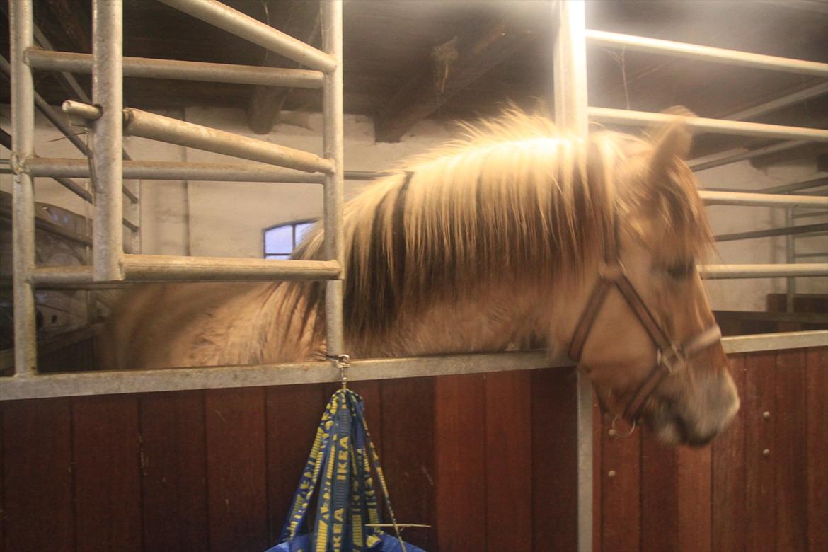 Fjordhest fønix frode billede 13