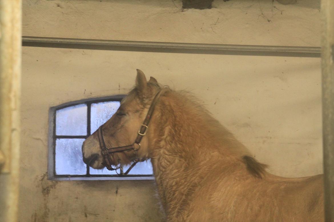 Fjordhest fønix frode billede 14