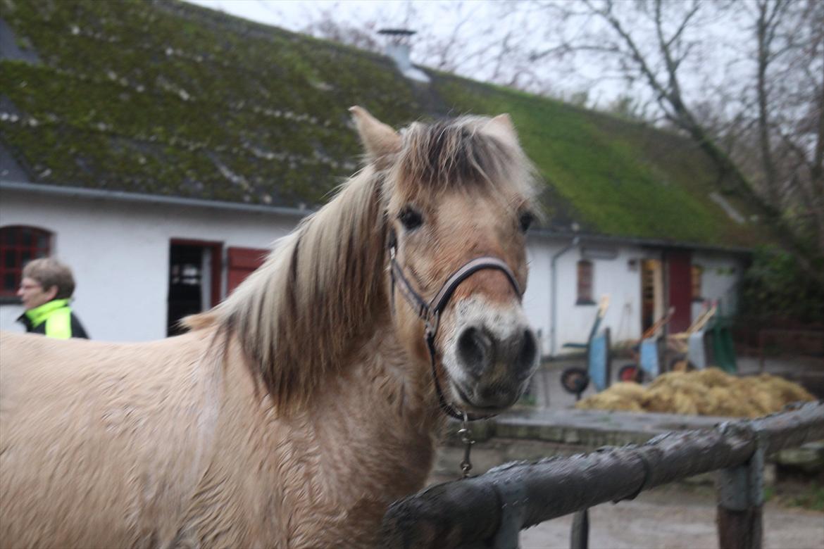 Fjordhest fønix frode billede 15