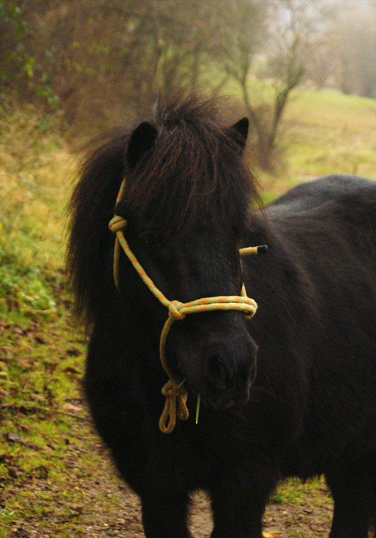 Shetlænder Østergaards Ronny / Hoody - Hoody er lækker!!!

©  Sabine billede 8