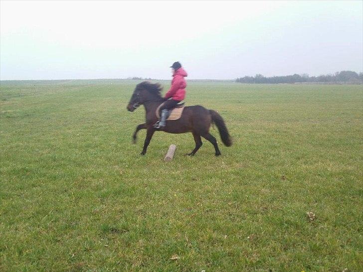 Anden særlig race Zigge Z billede 17