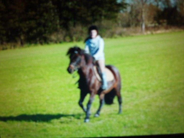 Anden særlig race Zigge Z billede 18