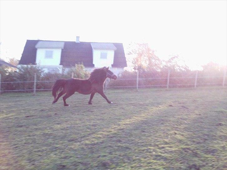 Anden særlig race Zigge Z billede 19