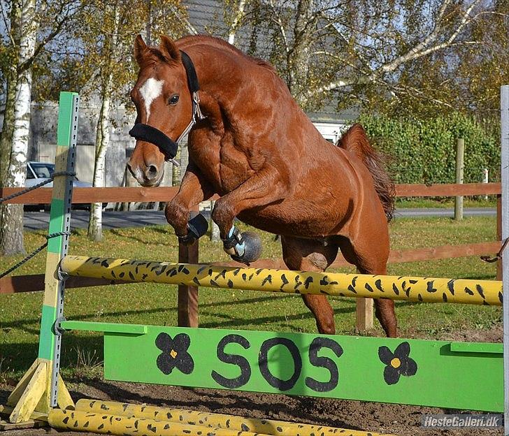 Arabisk fuldblod (OX) Sr Melekov billede 8