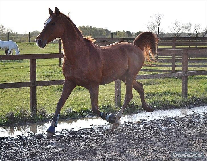 Arabisk fuldblod (OX) Sr Melekov billede 11