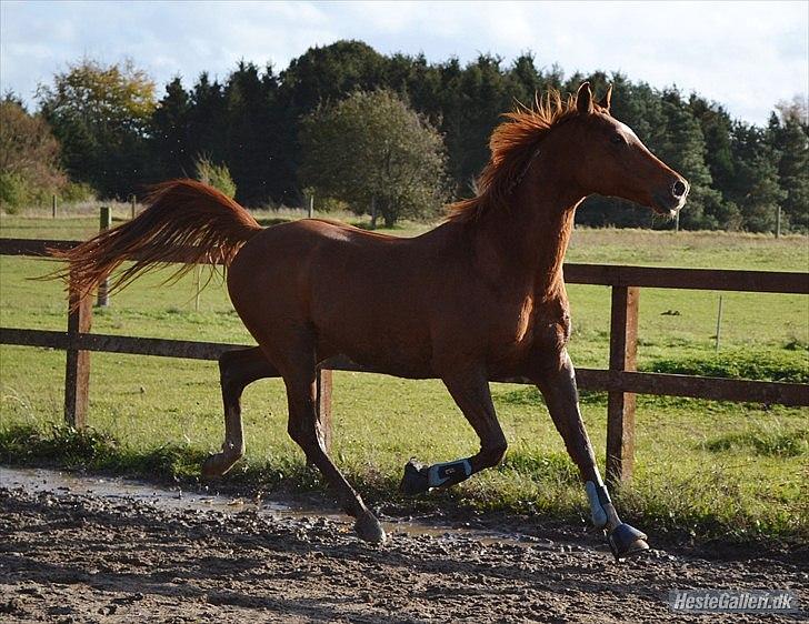 Arabisk fuldblod (OX) Sr Melekov billede 12