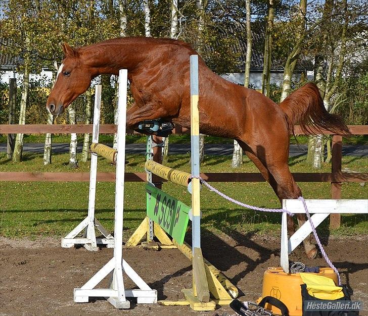 Arabisk fuldblod (OX) Sr Melekov billede 13