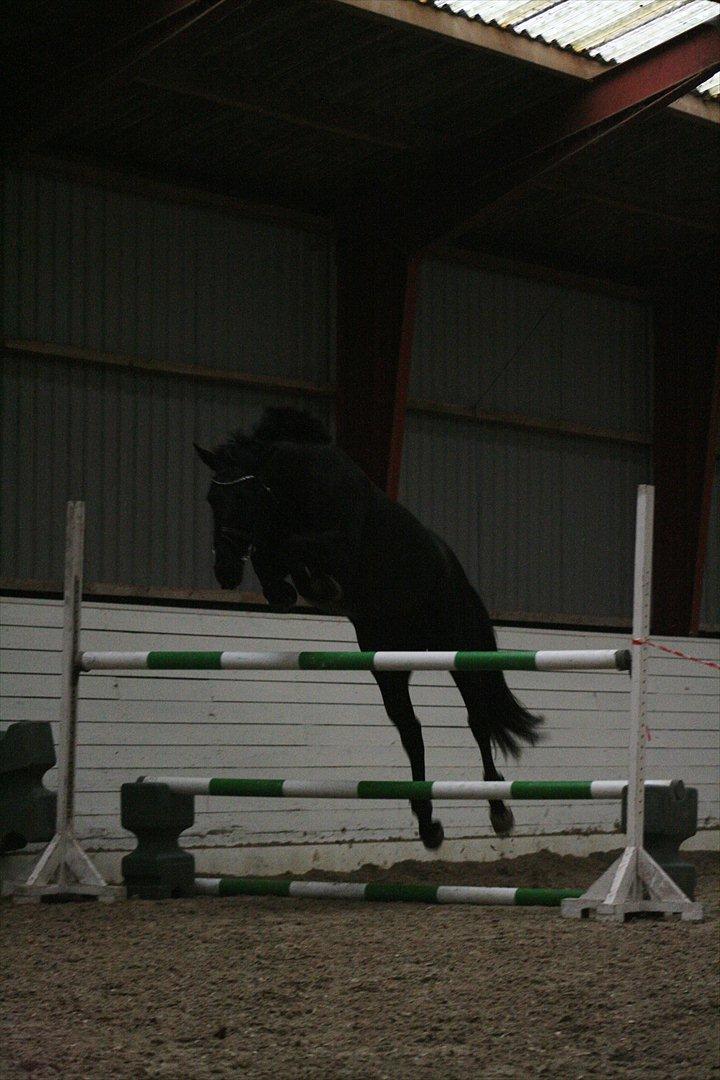 Oldenborg Atlas - 4 gang til løsspring ;)
Springet er 120 cm.
Fotograf. Julie Sundberg billede 10