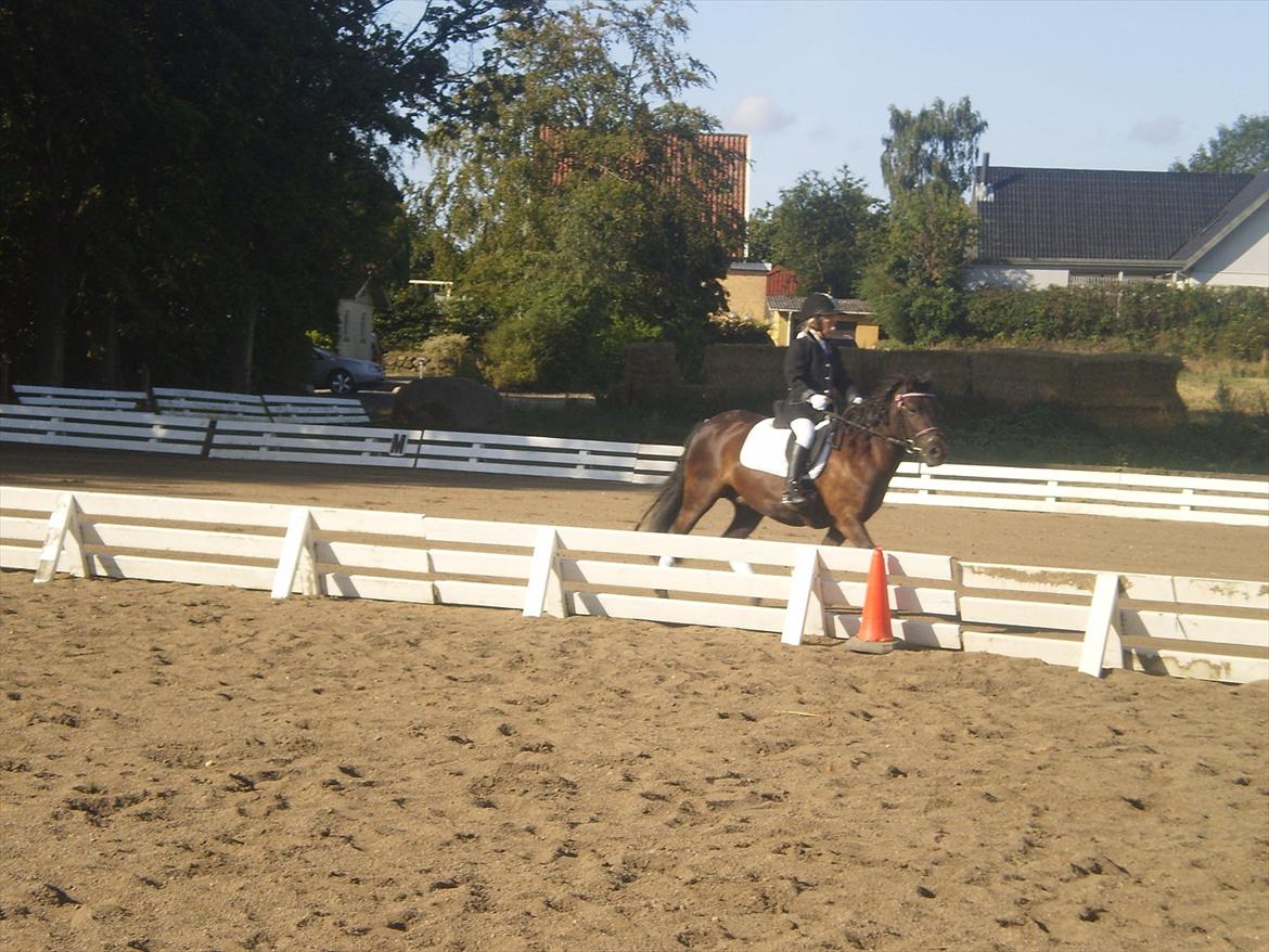 Anden særlig race Beauty  billede 4