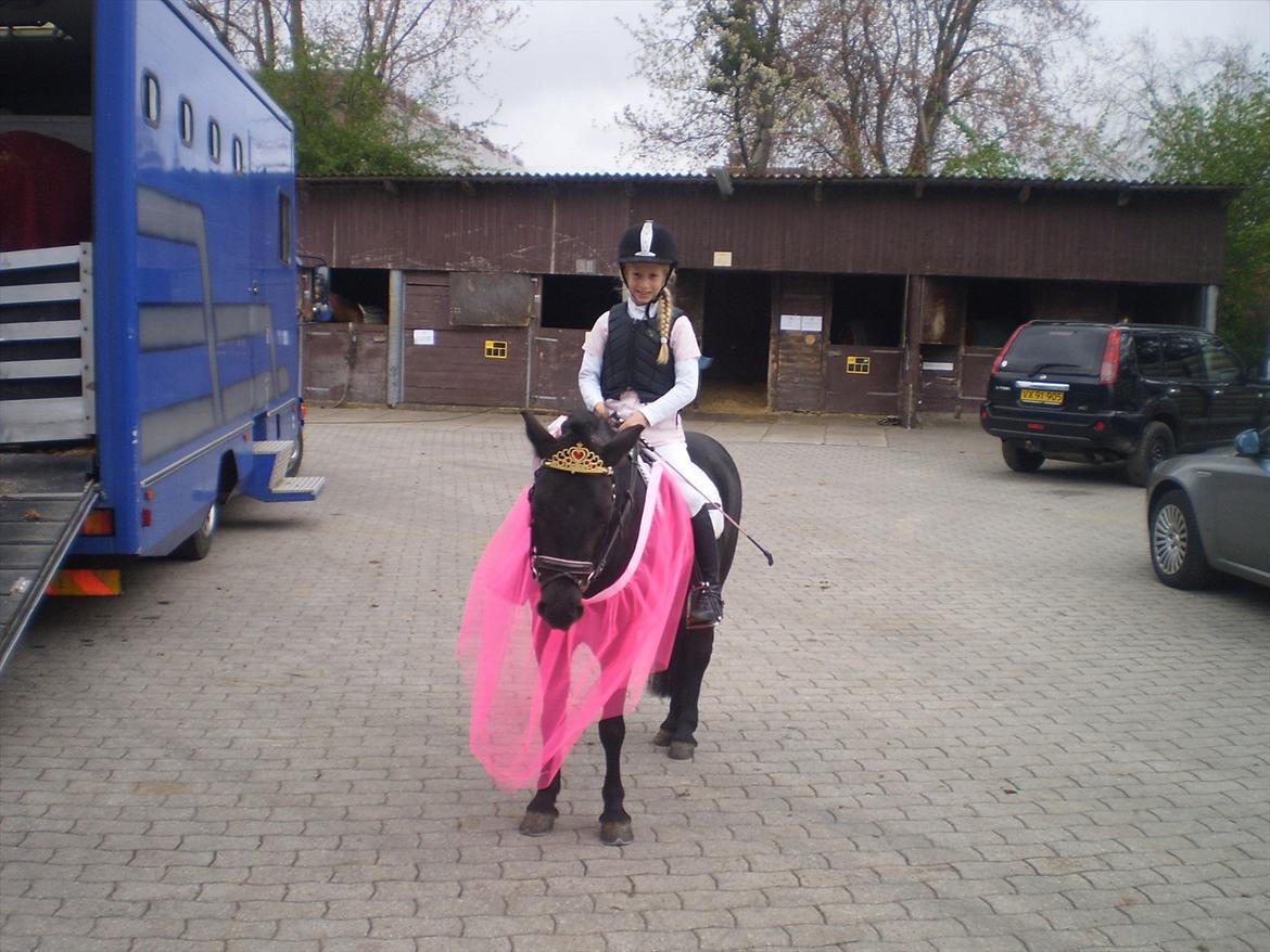 Anden særlig race Beauty  billede 16