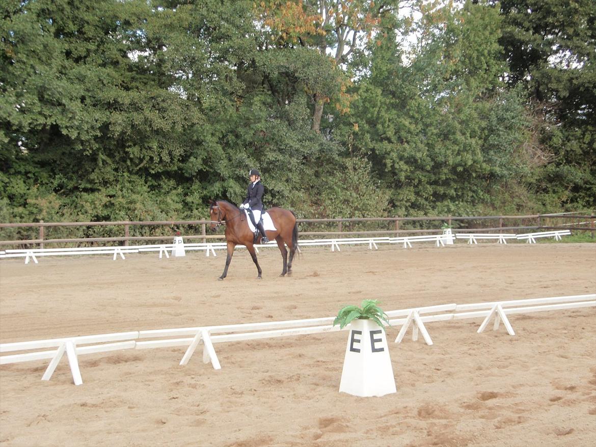 Anden særlig race Naja - Lina og Naja til stævne:) billede 15