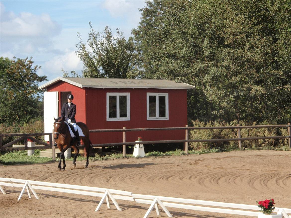 Anden særlig race Naja billede 16