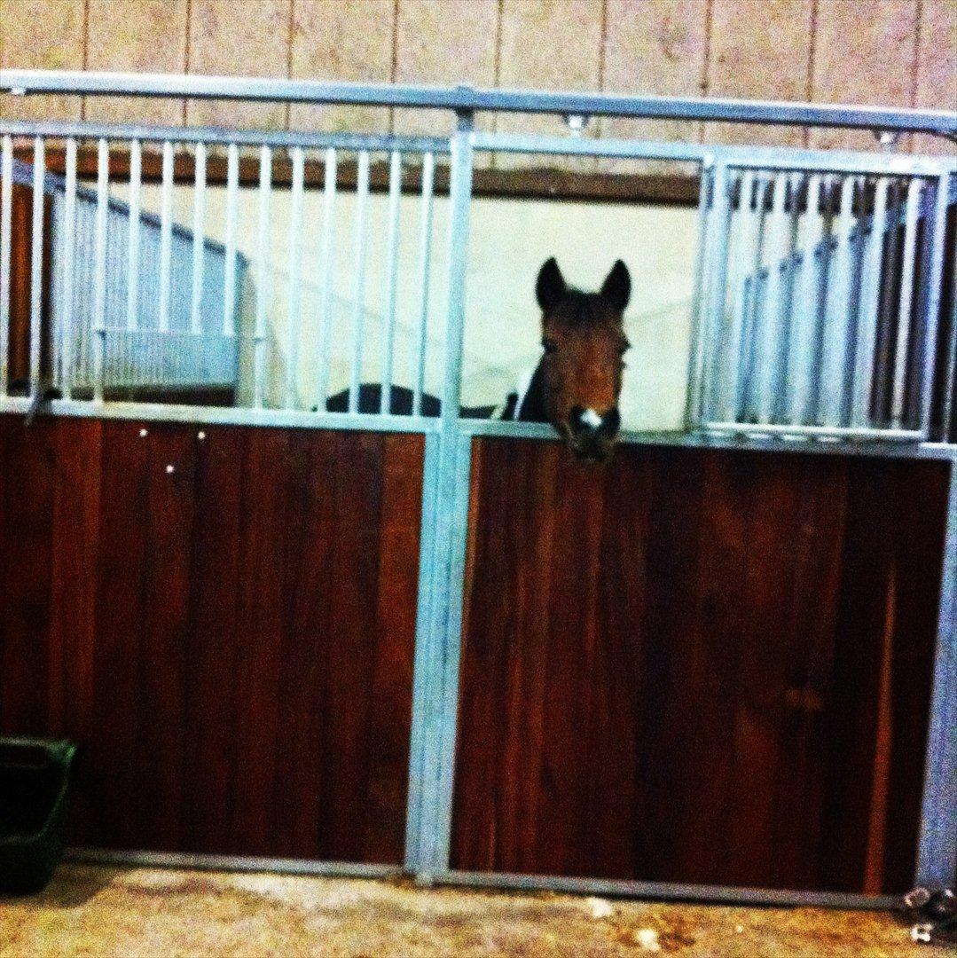 Pinto Sandie - Sandie<3<3 
foto:Sarah billede 12