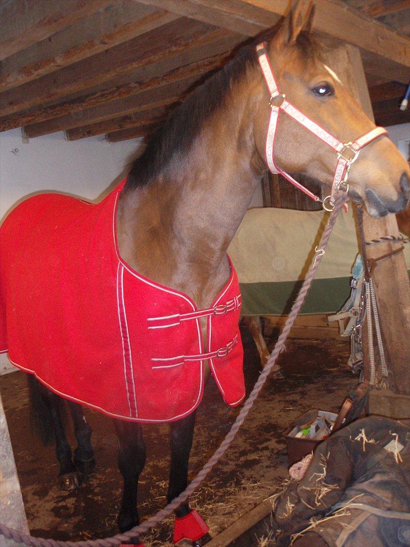 Anden særlig race Naja - Naja venter på at traileren ankommer:) billede 18