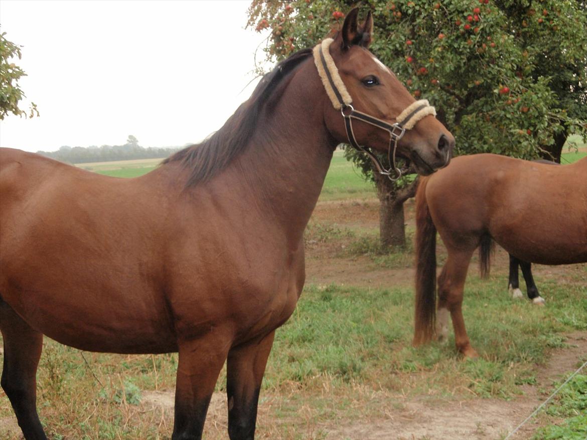 Anden særlig race Naja billede 20
