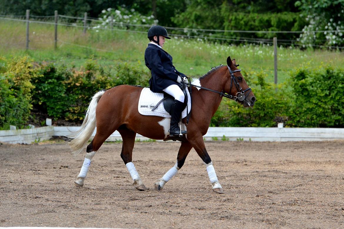 Pinto Sandie - dressur stævne Lc2 
foto:?? billede 1