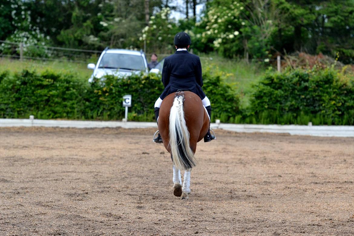 Pinto Sandie - tak for kigget<3<3 
foto:?? billede 3