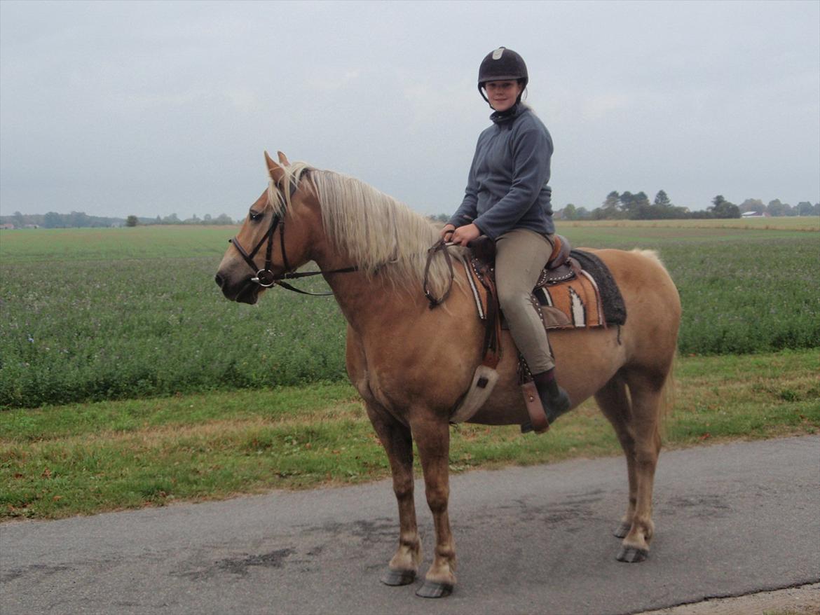Haflinger Xander - Emma og Xander på vej hjem fra sommerfold:) billede 16