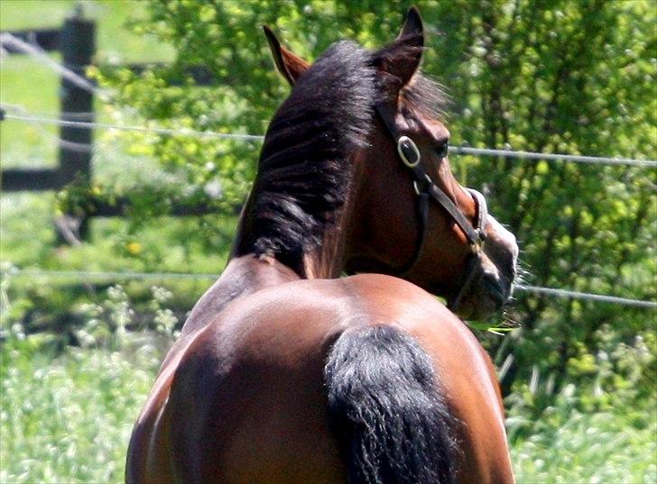 Dansk Varmblod Søndervangs Armstrong - På folden igen <3 billede 7