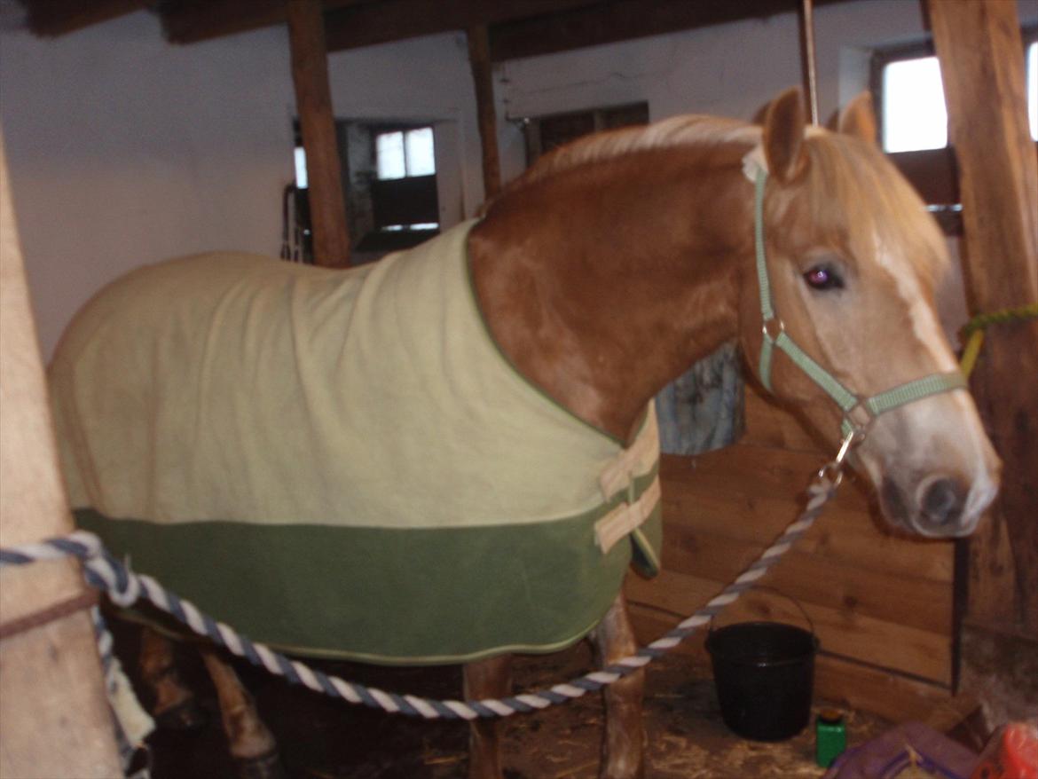 Haflinger Xander - Xander venter på at traileren ankommer:) billede 17