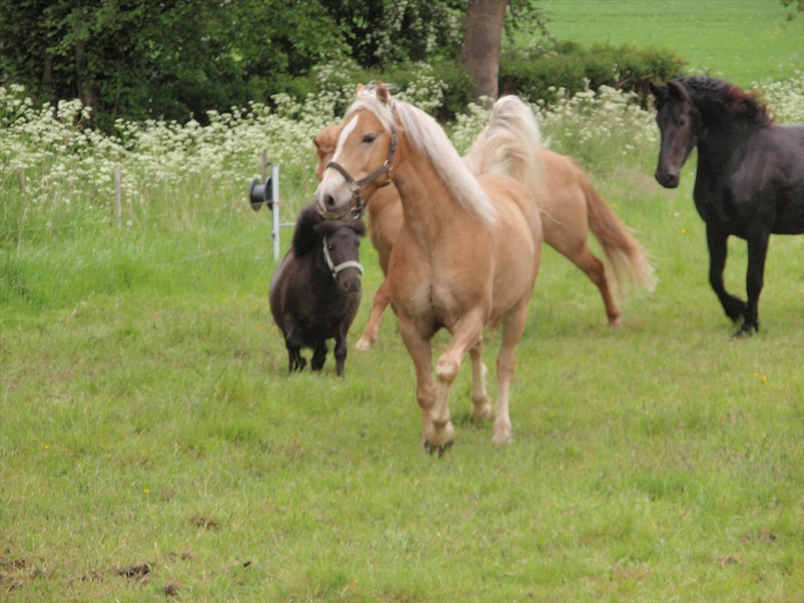 Haflinger Xander - Xander lige ankommet til sommerfolden:) billede 2