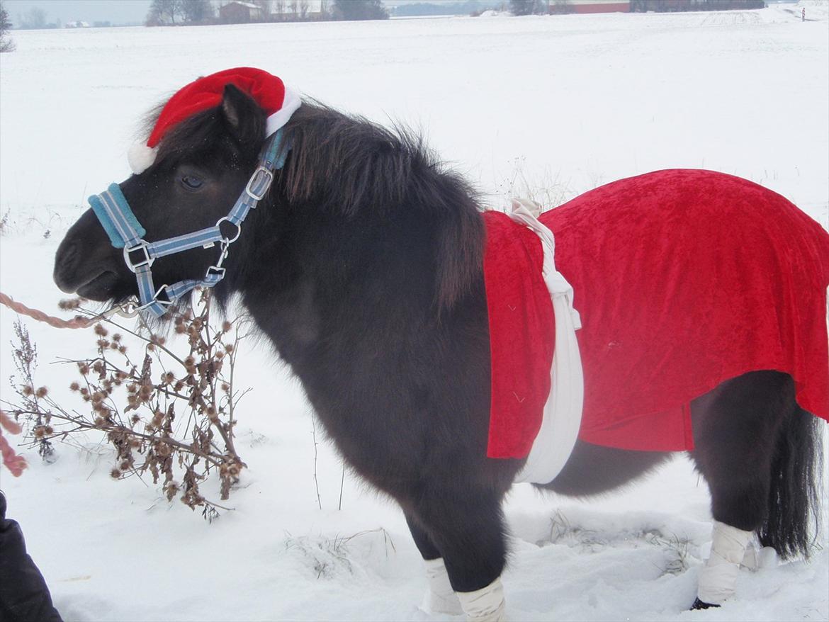 Shetlænder Lille Per - Lille Per som nisse:) billede 13