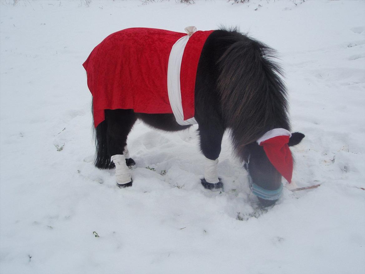 Shetlænder Lille Per billede 14