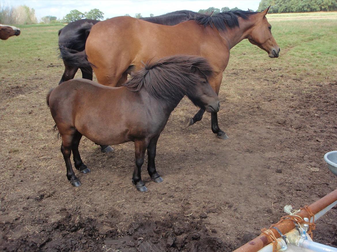 Shetlænder Lille Per billede 15