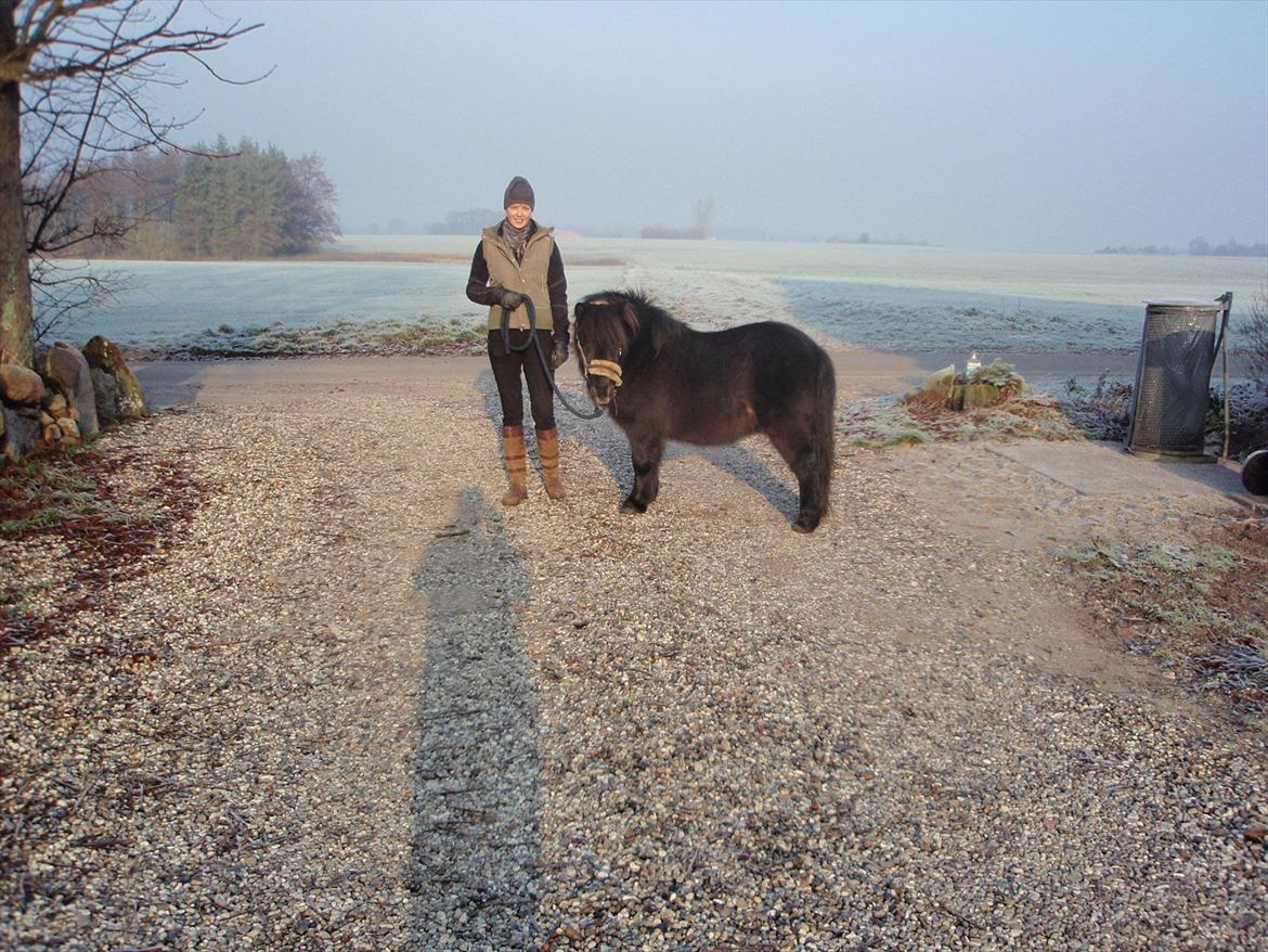 Shetlænder Lille Per billede 16