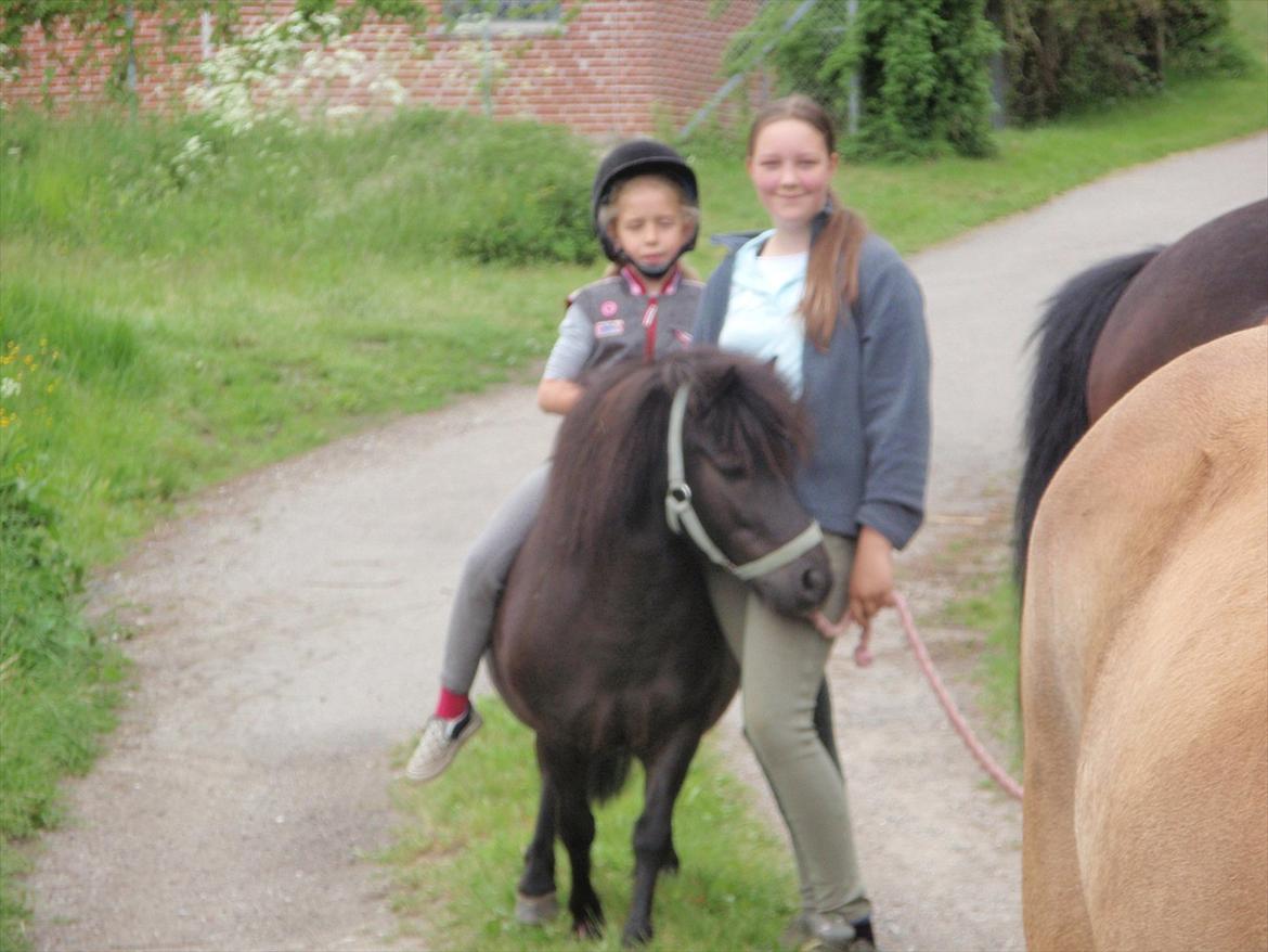 Shetlænder Lille Per - Lille per lige ankommet til sommergræs folden :) billede 17