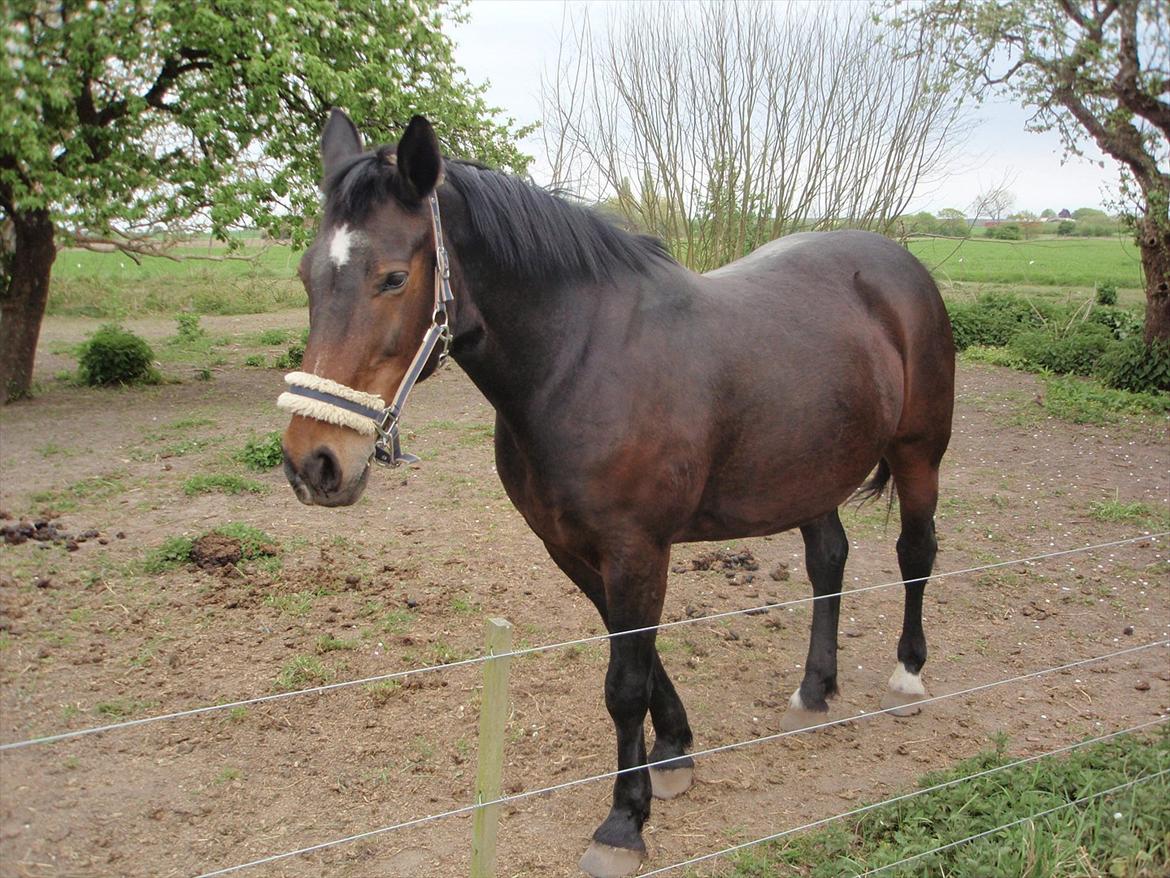 Anden særlig race Laura billede 7