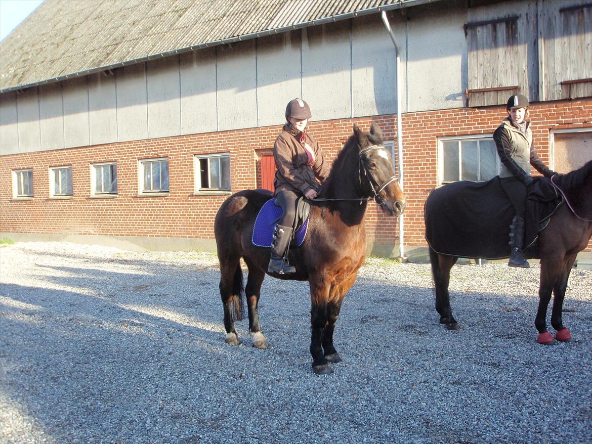 Anden særlig race Laura billede 8