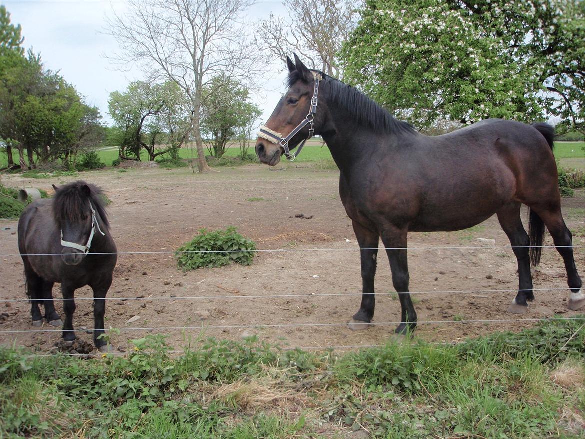 Anden særlig race Laura billede 9