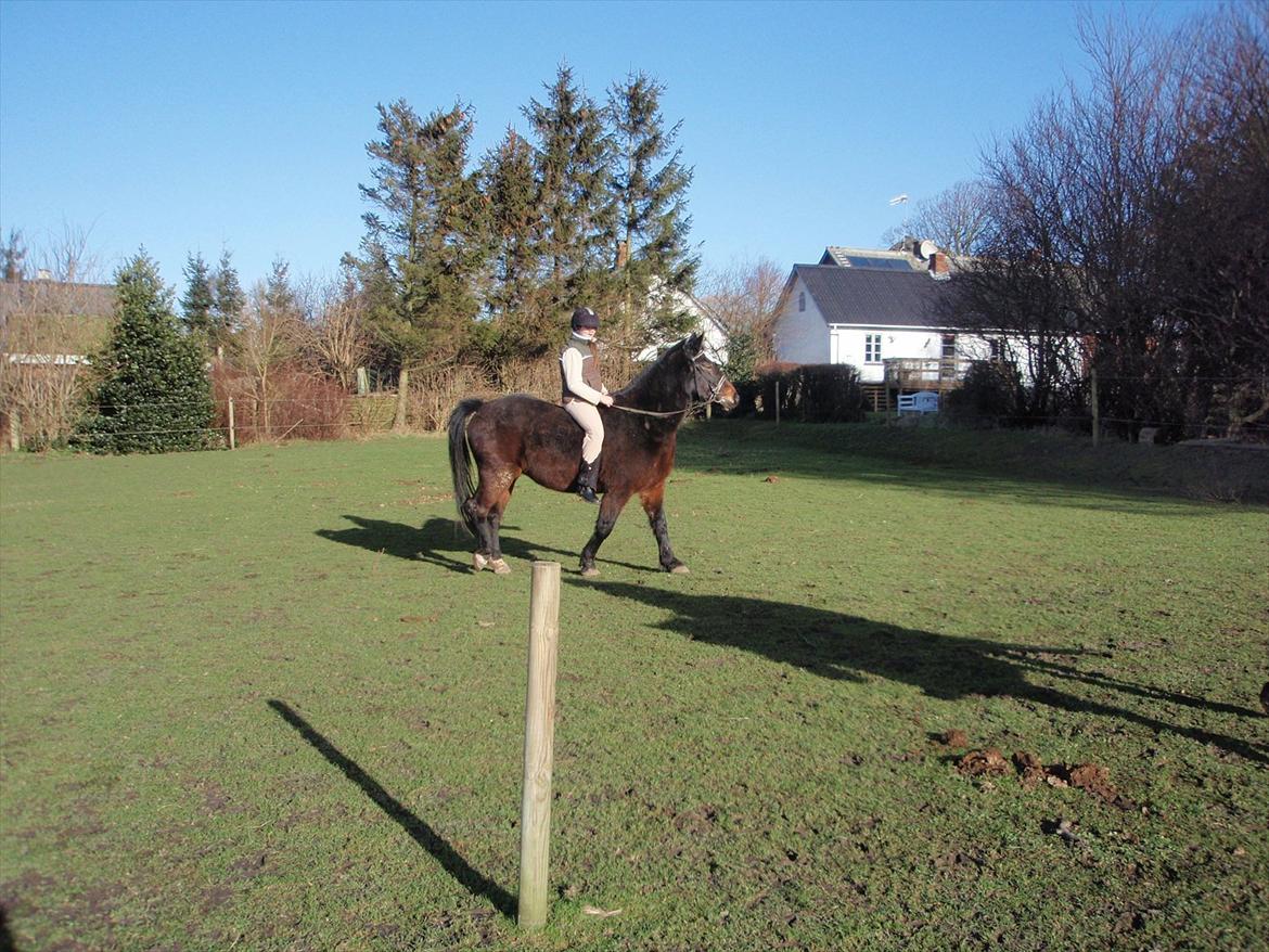 Anden særlig race Laura - en af de første gange jeg red på Laura billede 12