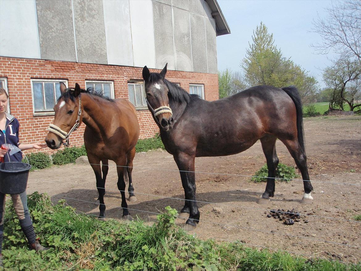 Anden særlig race Laura - R.I.P søde hest<3 billede 13