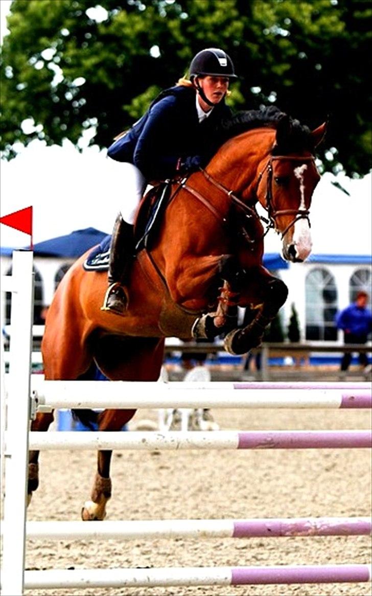 Dansk Varmblod Søndervangs Armstrong - CSI** Suså 2011 billede 11