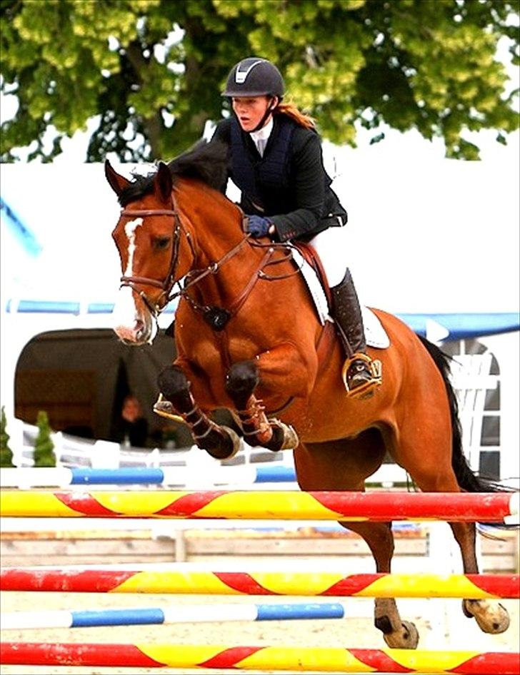 Dansk Varmblod Søndervangs Armstrong - Riders Cup Suså CSI** 2011 billede 2