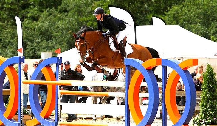 Dansk Varmblod Søndervangs Armstrong - CSI** Suså 2011 billede 5