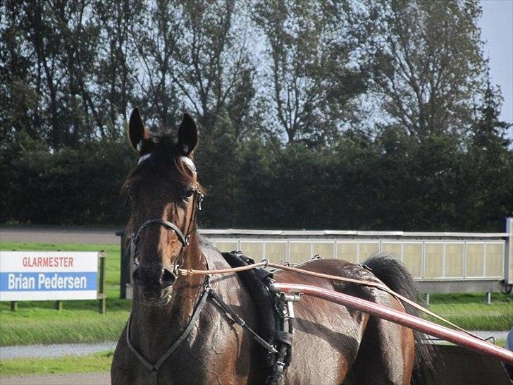 Traver Magnus Fønix billede 6