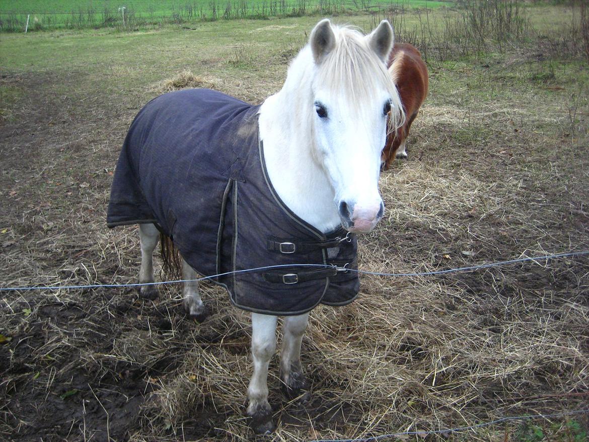Anden særlig race Sofus billede 1