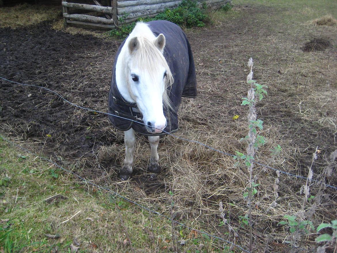 Anden særlig race Sofus billede 17