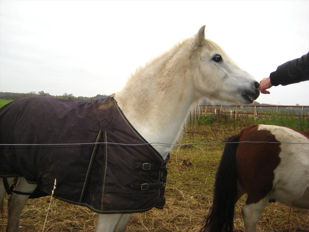 Anden særlig race Sofus billede 18