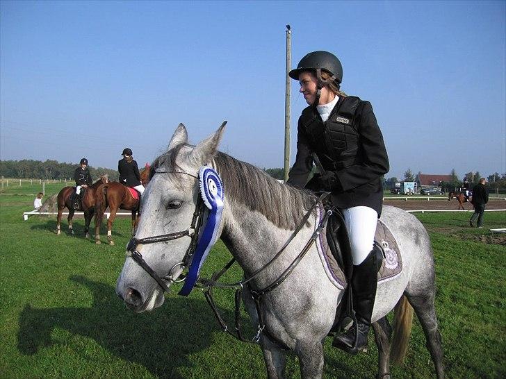Anden særlig race Gipsy billede 5