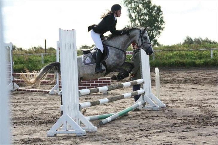 Anden særlig race Gipsy billede 3