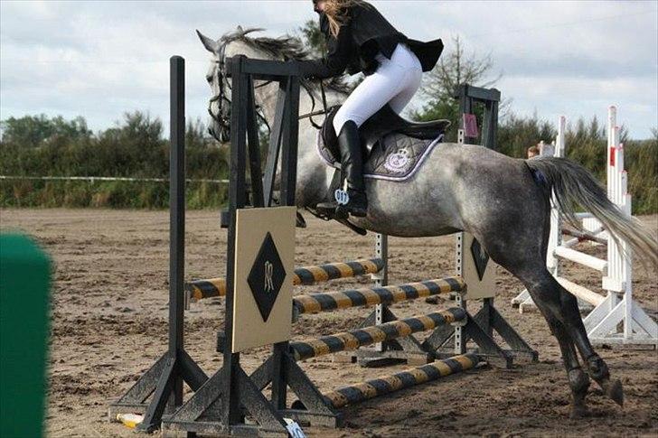 Anden særlig race Gipsy billede 4