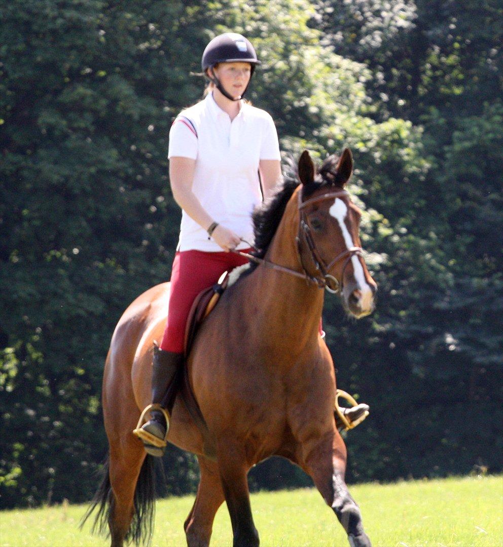 Hollandsk Varmblod Panchow - Glad hest efter en god gallop på marken <3 billede 14