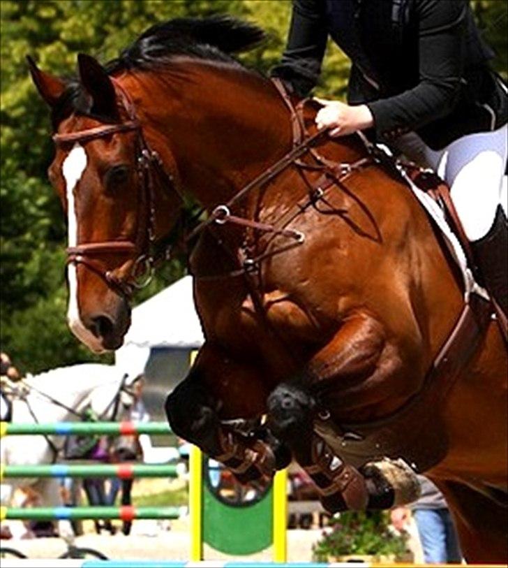 Hollandsk Varmblod Panchow - CSI** Suså <3 billede 8