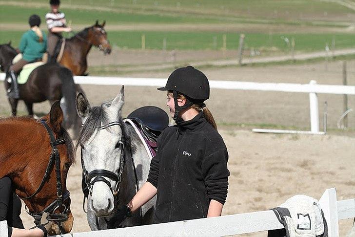 Anden særlig race Gipsy - Hygge ved ryttermærke.  billede 11